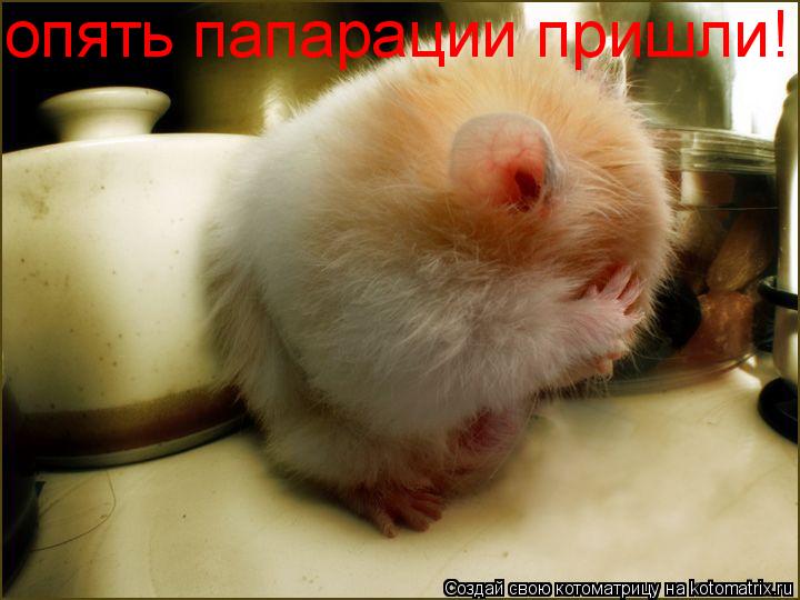 Котоматрица: опять папарации пришли!