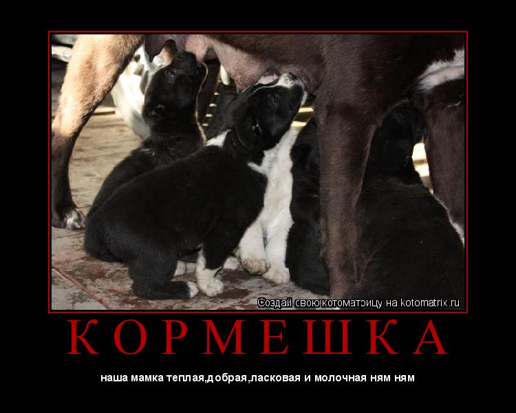 Котоматрица: К О Р М Е Ш К А 
