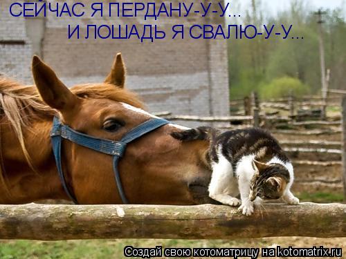Котоматрица: СЕЙЧАС Я ПЕРДАНУ-У-У... И ЛОШАДЬ Я СВАЛЮ-У-У...
