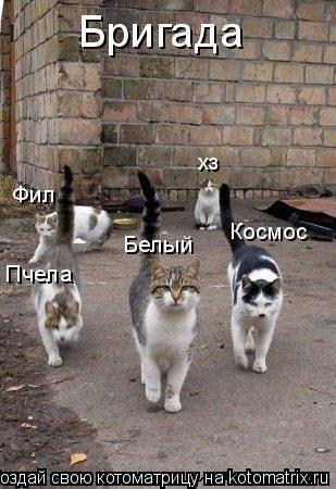 Котоматрица: хз