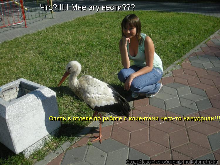 Что?!!!!! Мне эту нести??? Опять в отделе по работе с клиентами чего-то намудрили!!!... Котоматрица: Что?!!!!! Мне эту нести??? Опять в отделе по работе с клиентами чего-то намудрили!!!