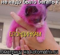 Котоматрица: не надо было бегать к БЛОНДИНКАМ