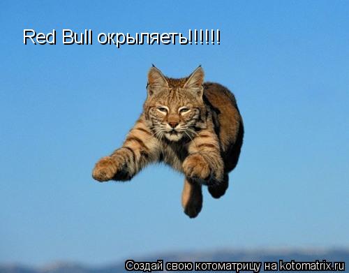 Red Bull окрыляеть!!!!!!... Котоматрица: Red Bull окрыляеть!!!!!!