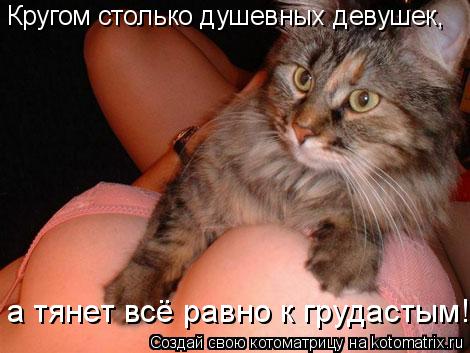 Котоматрица: Кругом столько душевных девушек,  а тянет всё равно к грудастым!