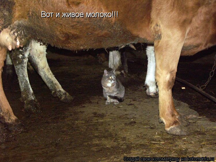 Котоматрица: Вот и живое молоко!!!