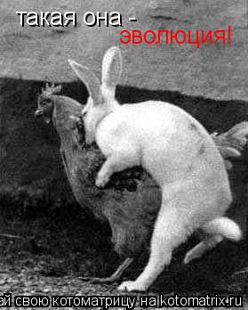 Котоматрица: такая она - эволюция!