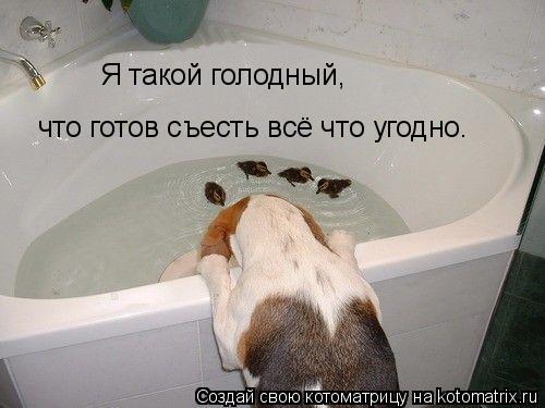 Я такой голодный, что готов съесть всё что угодно.... Котоматрица: Я такой голодный, что готов съесть всё что угодно.