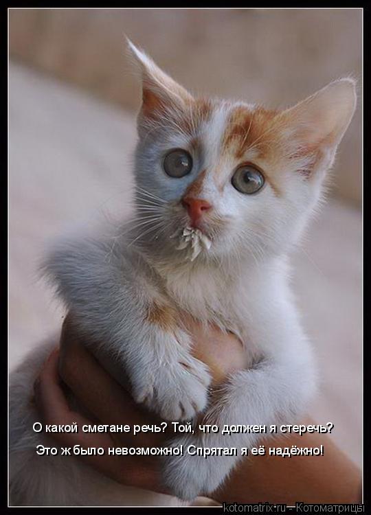 О какой сметане речь? Той, что должен я стеречь? Это ж было невозможно! Спрятал я её надёжно!... Котоматрица: О какой сметане речь? Той, что должен я стеречь? Это ж было невозможно! Спрятал я её надёжно!