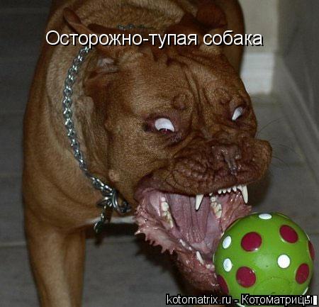 Котоматрица: Осторожно-тупая собака