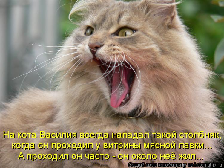Котоматрица: На кота Василия всегда нападал такой столбняк, когда он проходил у витрины мясной лавки... А проходил он часто - он около неё жил...