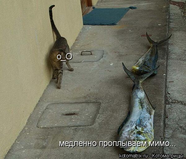 Котоматрица: медленно проплываем мимо... o_O