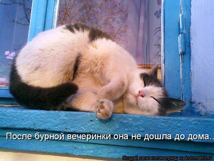 Котоматрица: После бурной вечеринки она не дошла до дома...