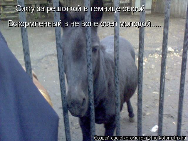 Котоматрица: Сижу за решоткой в темнице сырой Вскормленный в не воле осел молодой.....
