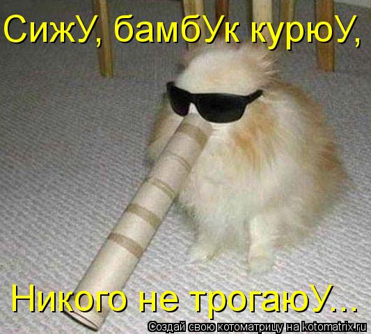 Котоматрица: Никого не трогаюУ... СижУ, бамбУк курюУ,