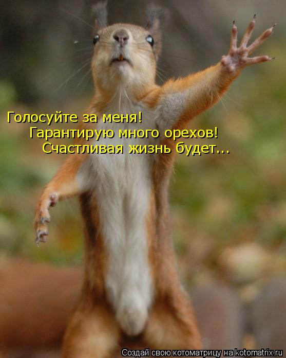 Голосуйте за меня! Гарантирую много орехов! Счастливая жизнь будет...... Котоматрица: Голосуйте за меня! Гарантирую много орехов! Счастливая жизнь будет...