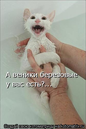 Котоматрица: А веники березовые у вас есть?...