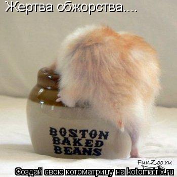 Котоматрица: Жертва обжорства....