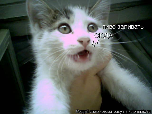 Котоматрица: СЮДА пиво заливать / / /