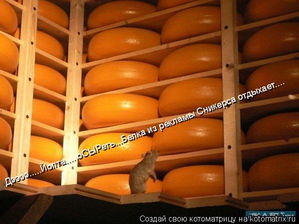Дээээ.....Йопта.....оСЫРеть...Белка из рекламы Сникерса отдыхает....... Котоматрица: Дээээ.....Йопта.....оСЫРеть...Белка из рекламы Сникерса отдыхает....