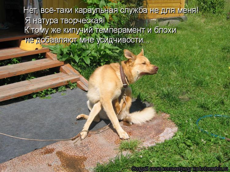 Нет, всё-таки караульная служба не для меня! Я натура творческая! К тому же кипучий темперамент и бло... Котоматрица: Нет, всё-таки караульная служба не для меня! Я натура творческая! К тому же кипучий темперамент и блохи не добавляют мне усидчивости...