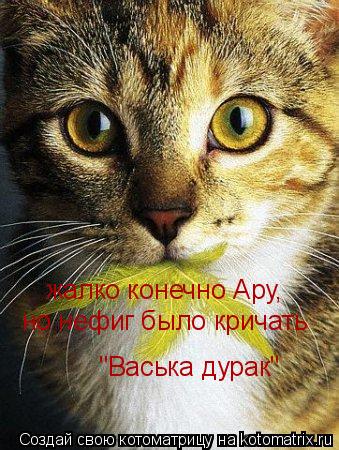 Котоматрица: жалко конечно Ару, но нефиг было кричать  "Васька дурак"