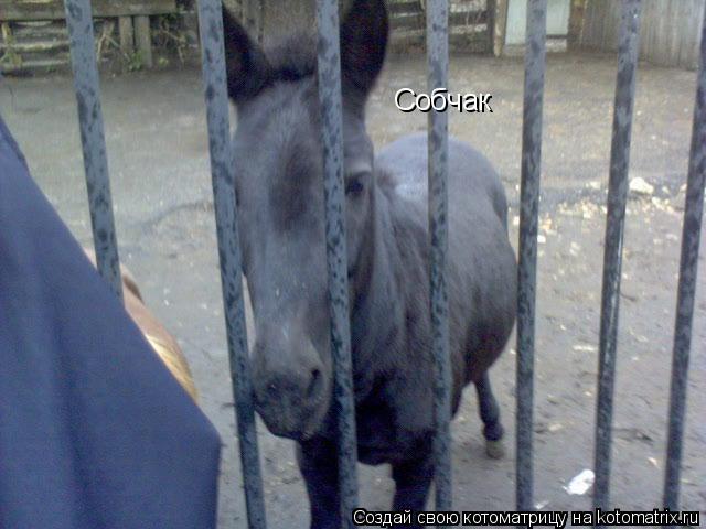 Котоматрица: Собчак