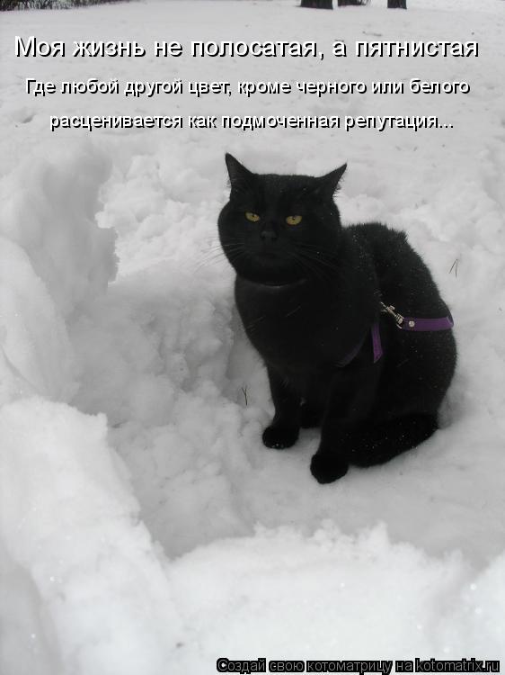 Котоматрица: Моя жизнь не полосатая, а пятнистая Где любой другой цвет, кроме черного или белого расценивается как подмоченная репутация...
