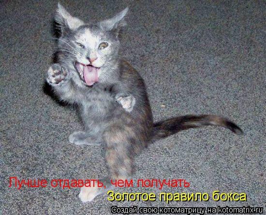 Котоматрица: Лучше отдавать, чем получать Золотое правило бокса