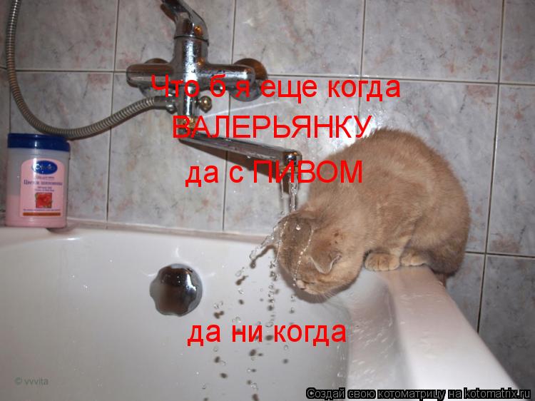 Котоматрица: Нет нет больше ни когда не буду пить валерьянку Что б я еще когда ВАЛЕРЬЯНКУ да с ПИВОМ да ни когда