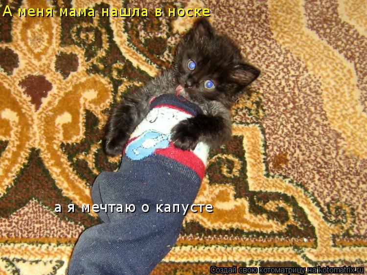 А меня мама нашла в носке а я мечтаю о капусте... Котоматрица: А меня мама нашла в носке а я мечтаю о капусте