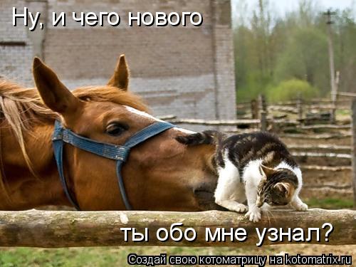 Котоматрица: Ну, и чего нового ты обо мне узнал?
