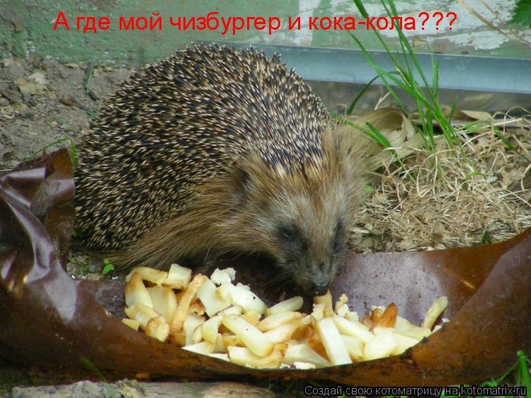 Котоматрица: А где мой чизбургер и кока-кола???
