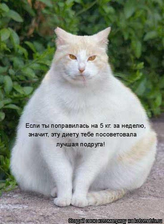 Котоматрица: Если ты поправилась на 5 кг. за неделю,  значит, эту диету тебе посоветовала лучшая подруга!