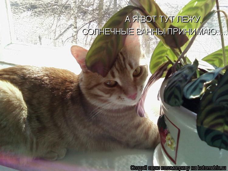 Котоматрица: А Я ВОТ ТУТ ЛЕЖУ,  СОЛНЕЧНЫЕ ВАННЫ ПРИНИМАЮ.......