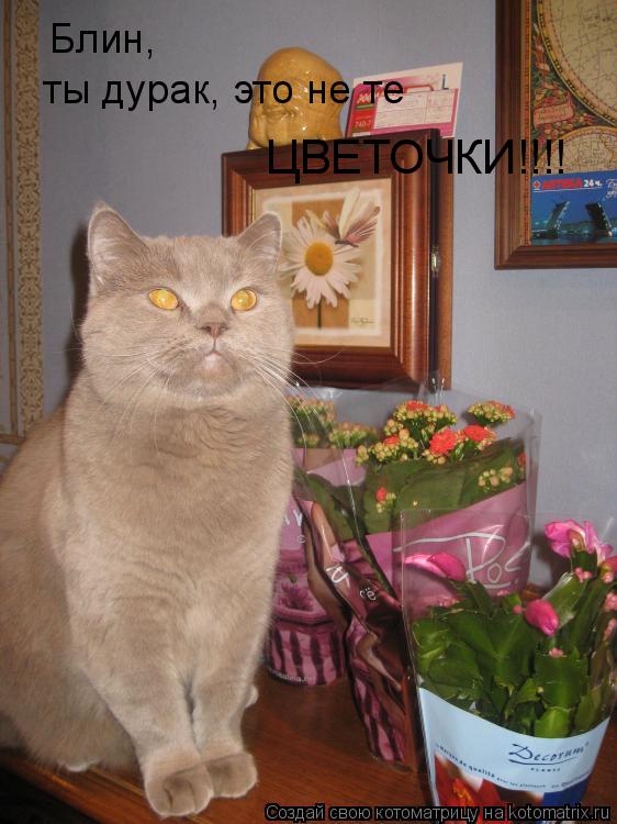 Котоматрица: Блин,  ты дурак, это не те ЦВЕТОЧКИ!!!!