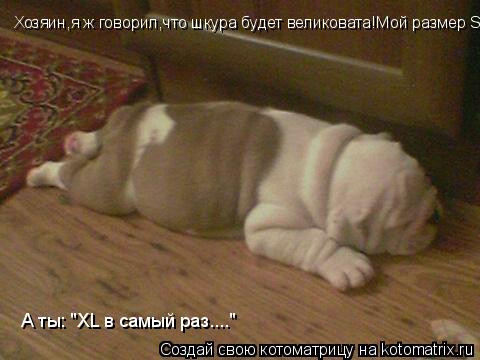 Котоматрица: Хозяин,я ж говорил,что шкура будет великовата!Мой размер S! А ты: "XL в самый раз...."