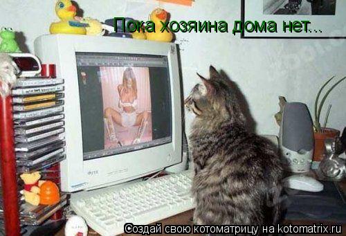 Котоматрица: Пока хозяина дома нет...