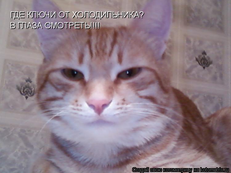 Котоматрица: ГДЕ КЛЮЧИ ОТ ХОЛОДИЛЬНИКА? В ГЛАЗА СМОТРЕТЬ!!!!