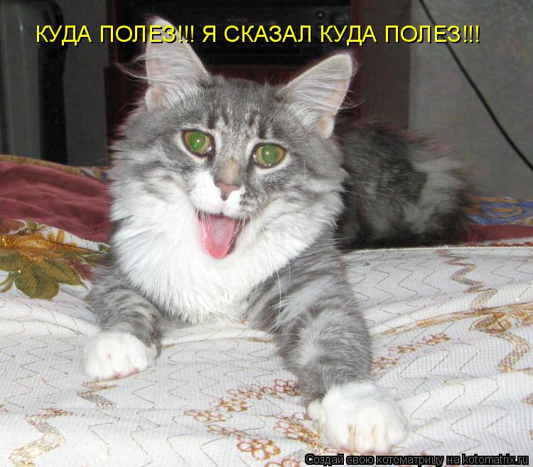 Котоматрица: КУДА ПОЛЕЗ!!! Я СКАЗАЛ КУДА ПОЛЕЗ!!!