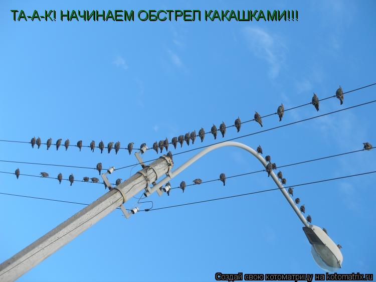 ТА-А-К! НАЧИНАЕМ ОБСТРЕЛ КАКАШКАМИ!!!... Котоматрица: ТА-А-К! НАЧИНАЕМ ОБСТРЕЛ КАКАШКАМИ!!!