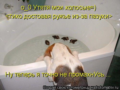 Котоматрица: о_0 Утятя мои холосые=) <тихо достовая ружье из-за пазухи> Ну теперь я точно не промахнУсь....