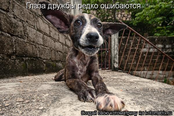 Глаза дружбы редко ошибаются... Котоматрица: Глаза дружбы редко ошибаются