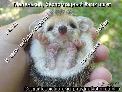Котоматрица: Маленький, беспомощный ёжик ищет любви ласки понимания И чего- нибудь пожрать!