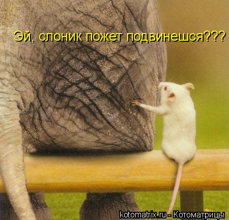 Котоматрица: Эй, слоник пожет подвинешся???