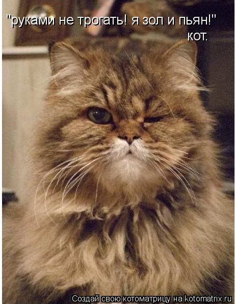 Котоматрица: "руками не трогать! я зол и пьян!"  кот.