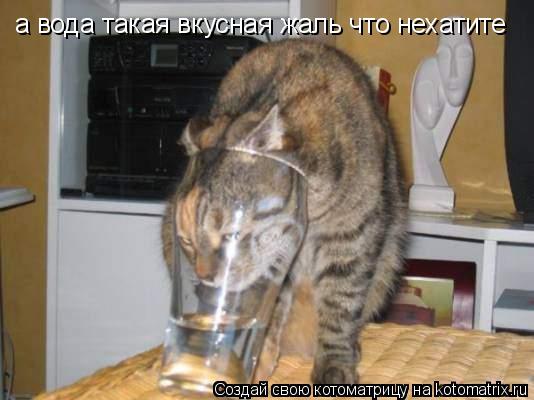 а вода такая вкусная жаль что нехатите а вода такая вкусная жаль что нехатите... Котоматрица: а вода такая вкусная жаль что нехатите а вода такая вкусная жаль что нехатите