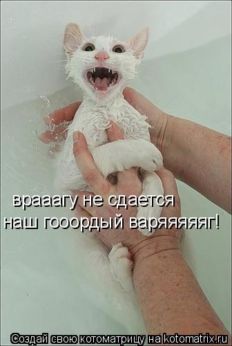 Котоматрица: врааагу не сдается наш гооордый варяяяяяг!