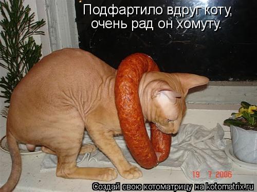 Котоматрица: Подфартило вдруг коту,  очень рад он хомуту.