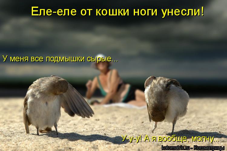Котоматрица: Еле-еле от кошки ноги унесли! У меня все подмышки сырые... У-у-у! А я вообще, молчу...