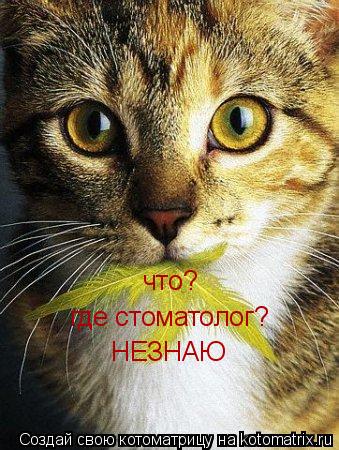 Котоматрица: что? где стоматолог? НЕЗНАЮ